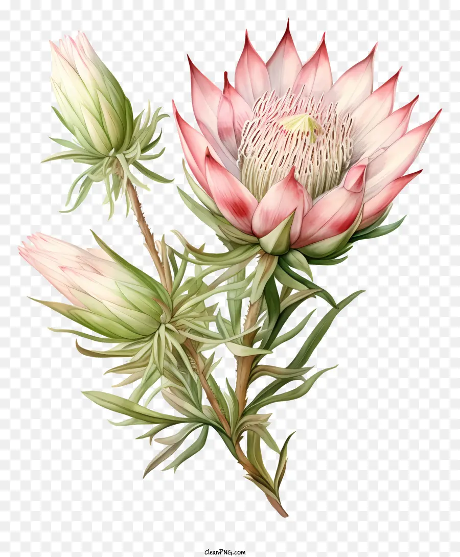 Flor De Protea，Planta PNG