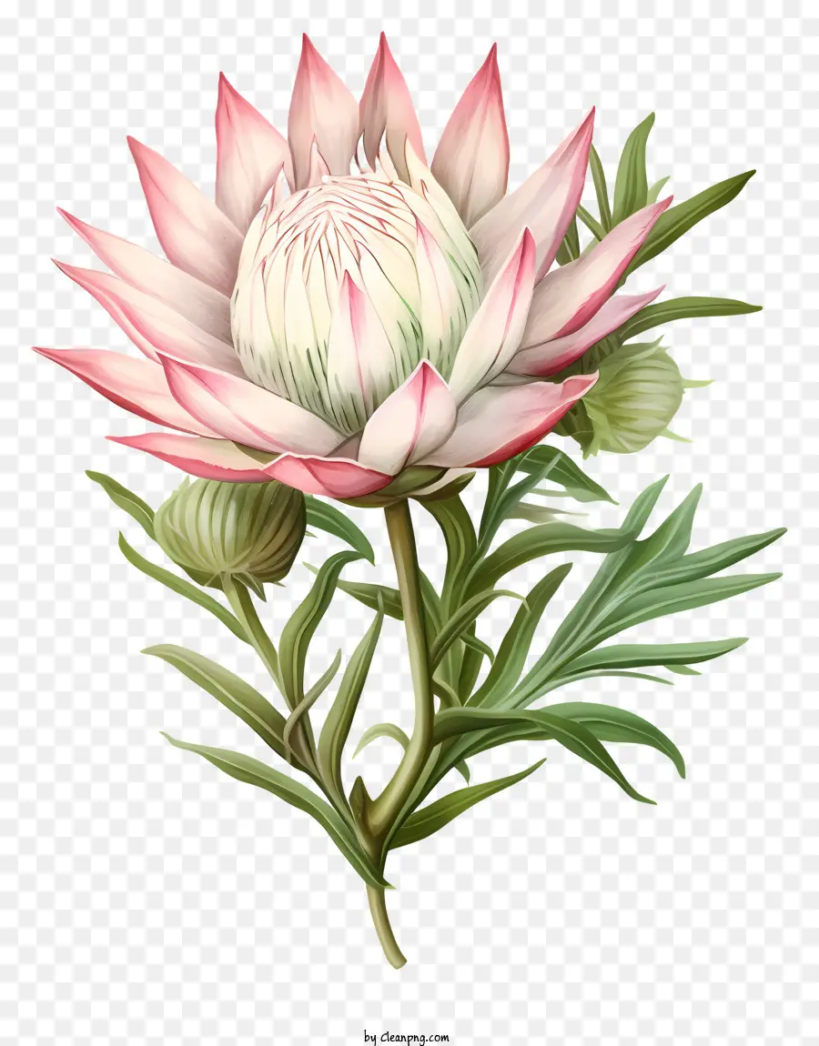 Protea Flor，Planta Nativa PNG