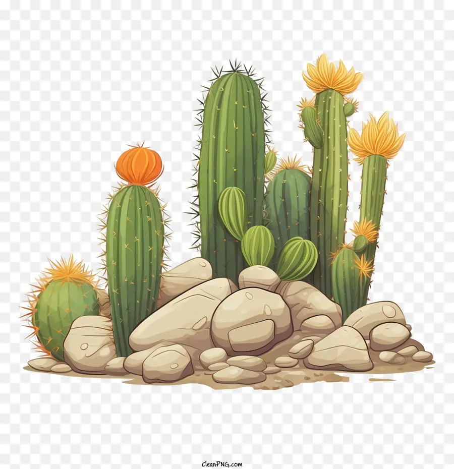 Cactus，Las Plantas PNG