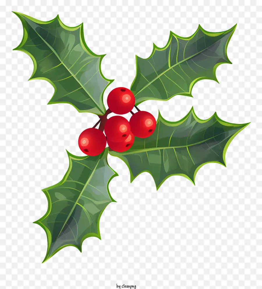 La Navidad Holly，Bayas Rojas PNG