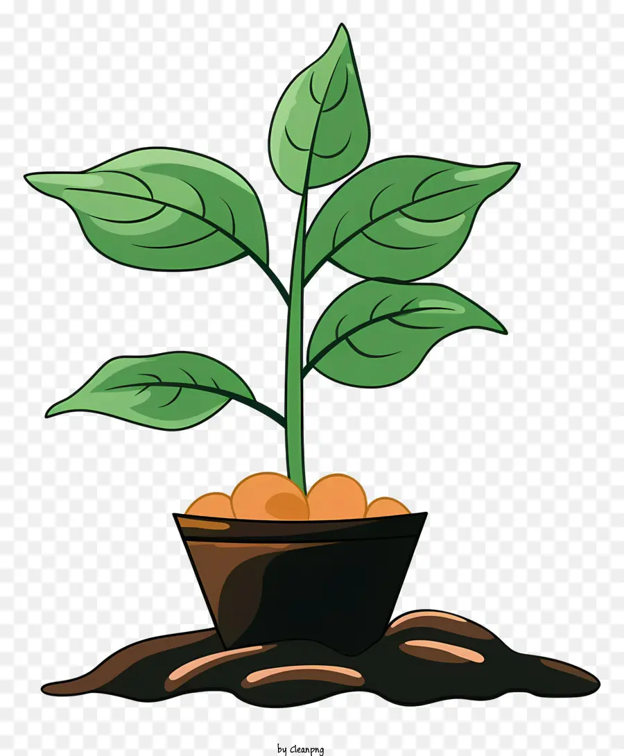 El Crecimiento De La Planta，Pequeña Planta En Maceta PNG