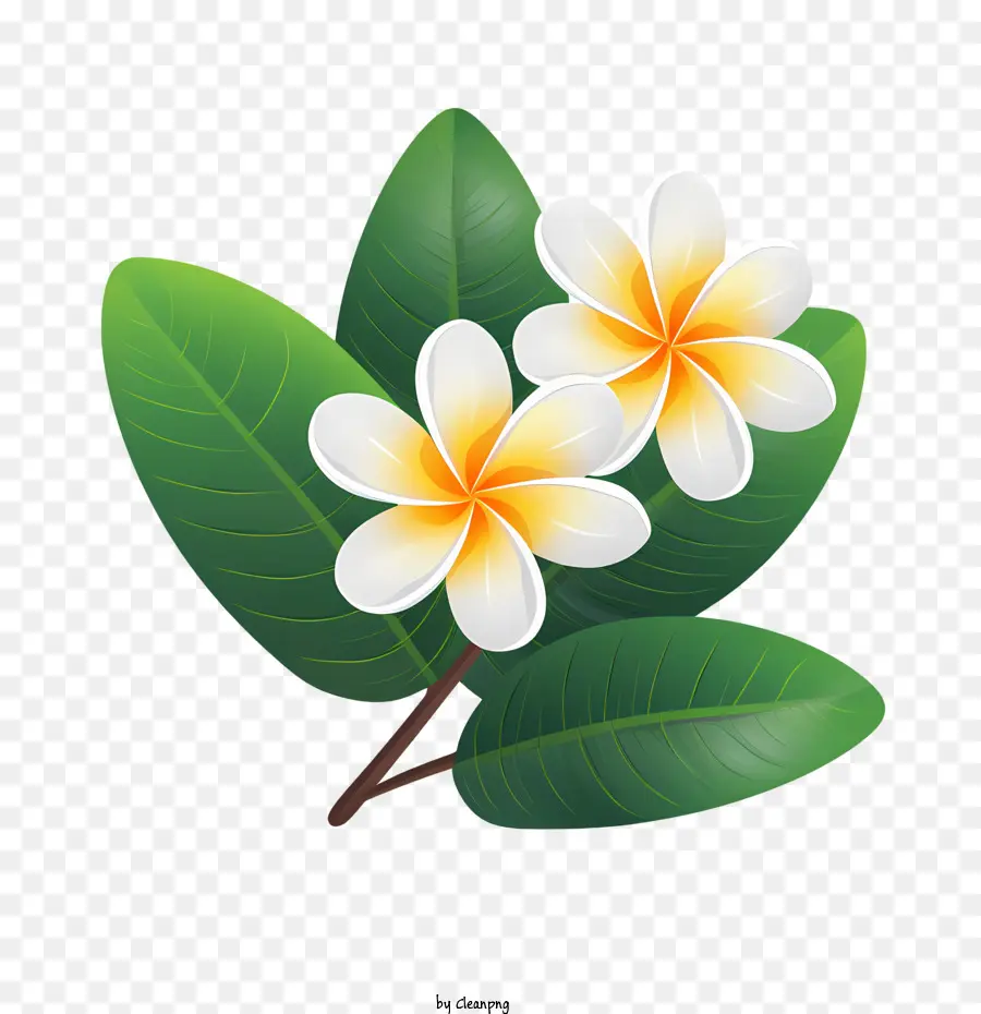 Flor De Frangipani，Hawai PNG