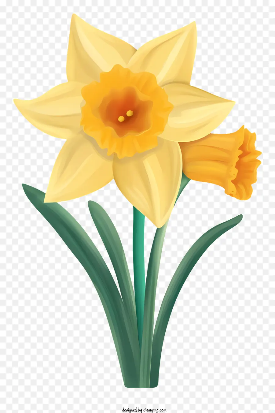 Narciso，Narciso Amarillo PNG