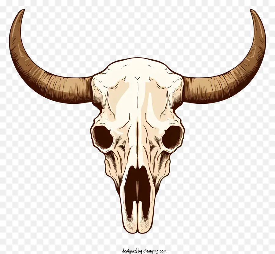 Cráneo De Bisonte，Cuernos Curvos Largos PNG