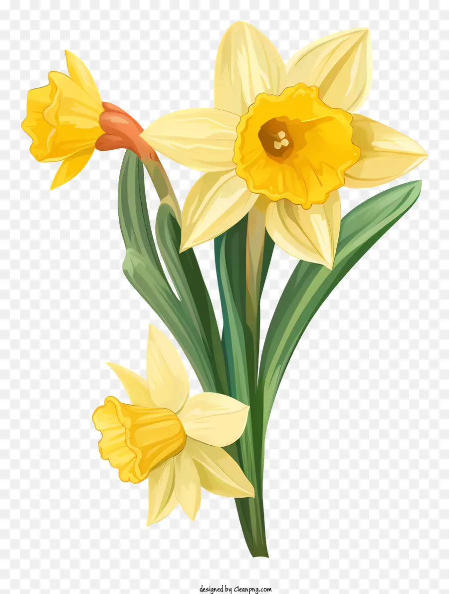 Los Narcisos，Flores Amarillas PNG