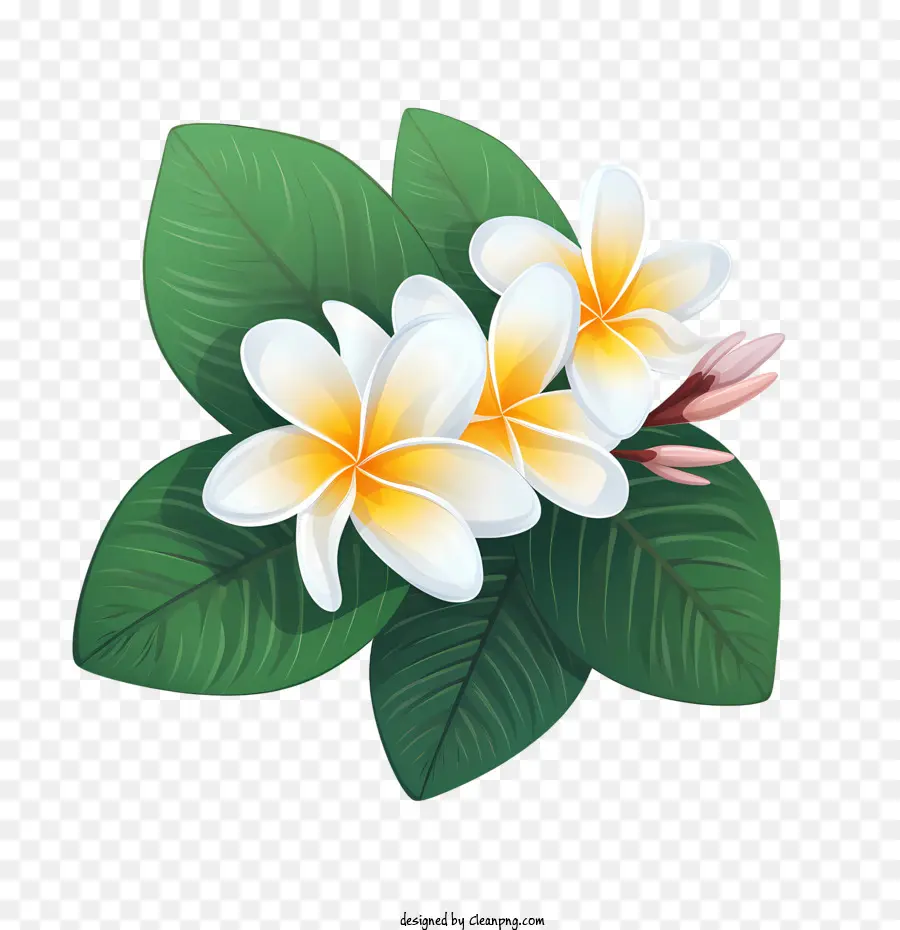 Flor De Frangipani，Flora PNG