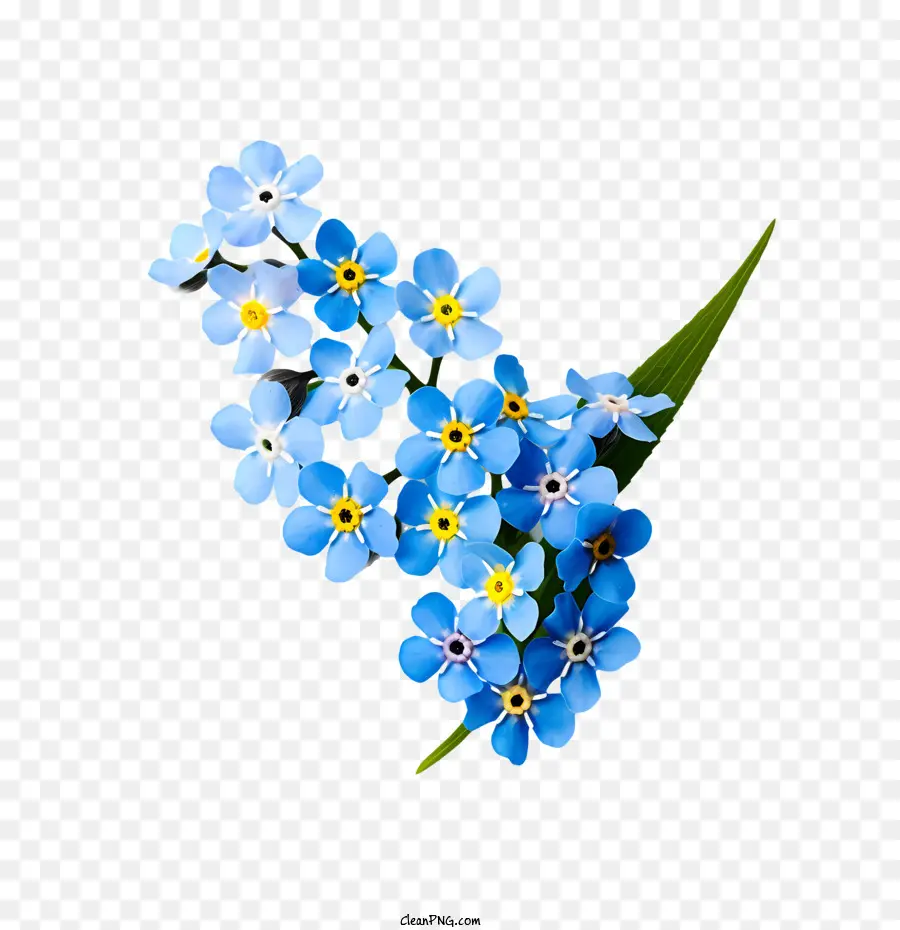 No Me Olvides Flor，Flores Azules PNG