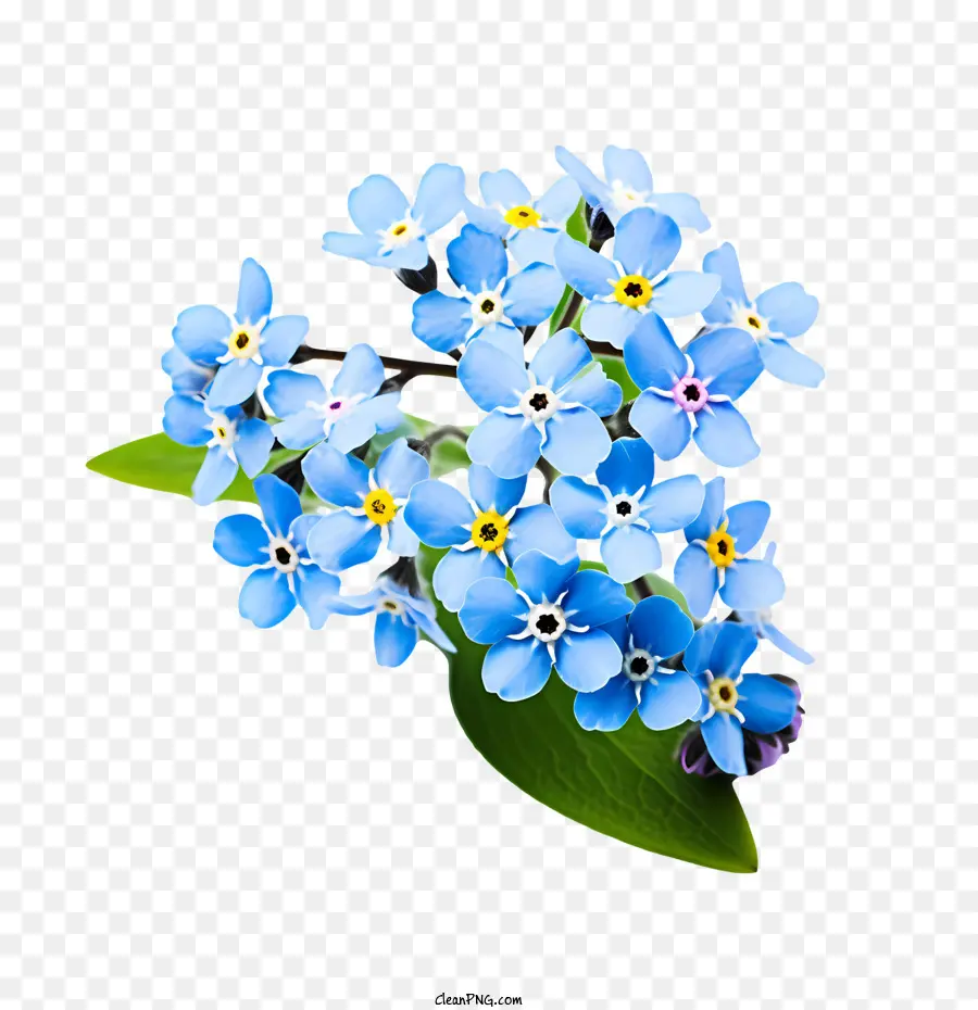 No Me Olvides Flor，Flores Azules PNG