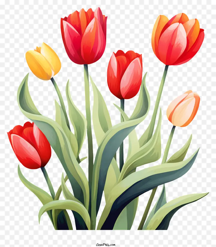 Los Tulipanes，Ramo PNG