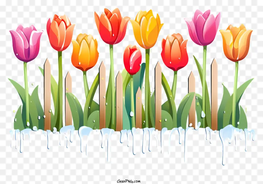 Tulipanes Coloridos，Cerca PNG