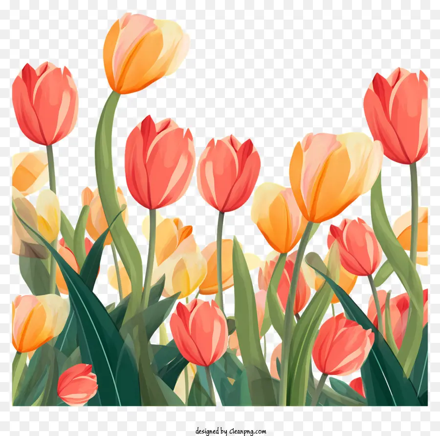 Tulipanes Rosados，Tulipanes PNG