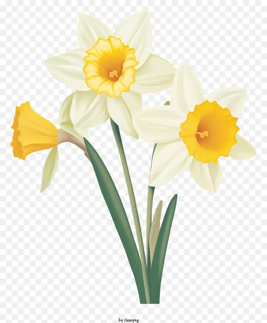 Narcisos Amarillos，Apertura De Pétalos PNG