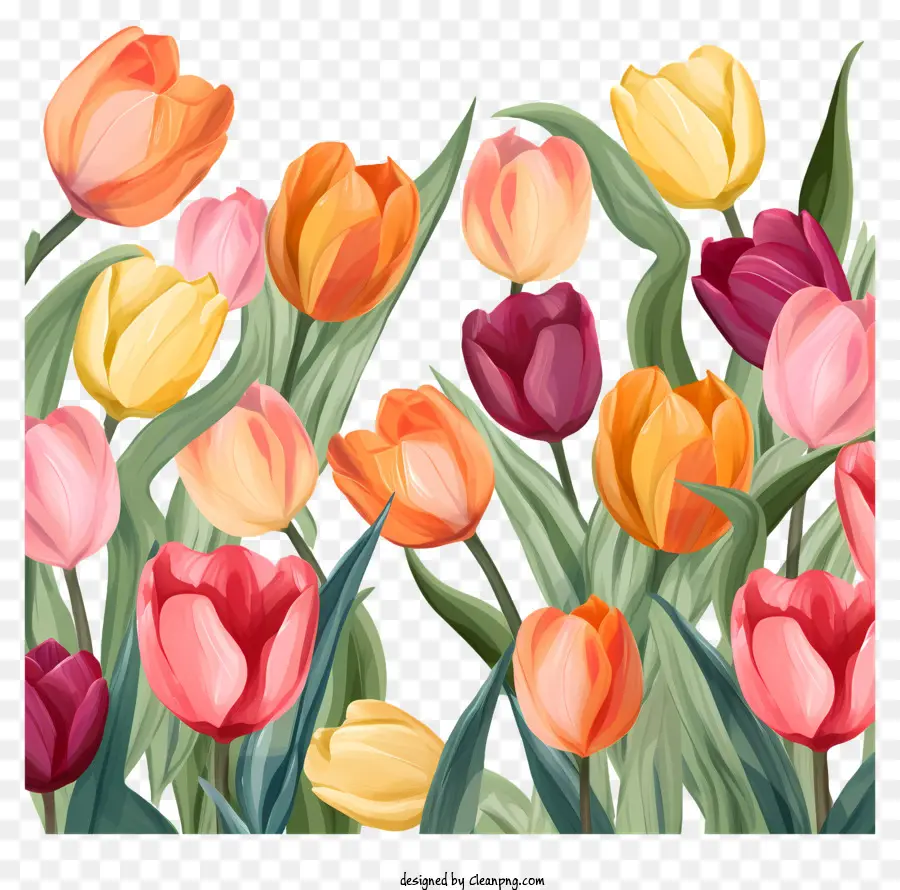 Los Tulipanes，Campo PNG