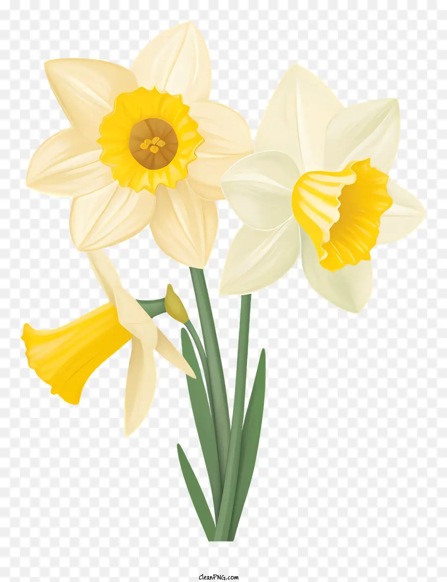 Narciso，La Primavera PNG