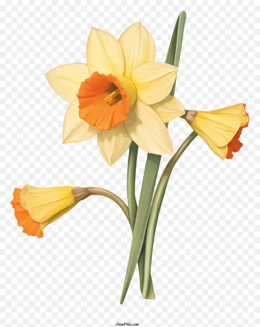 Narciso Flor，Narcissus PNG