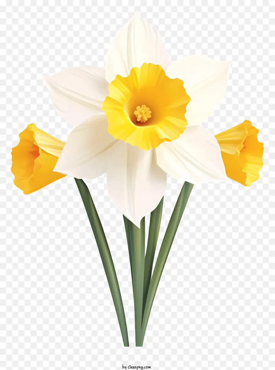 Narciso Amarillo，Narcissus PNG