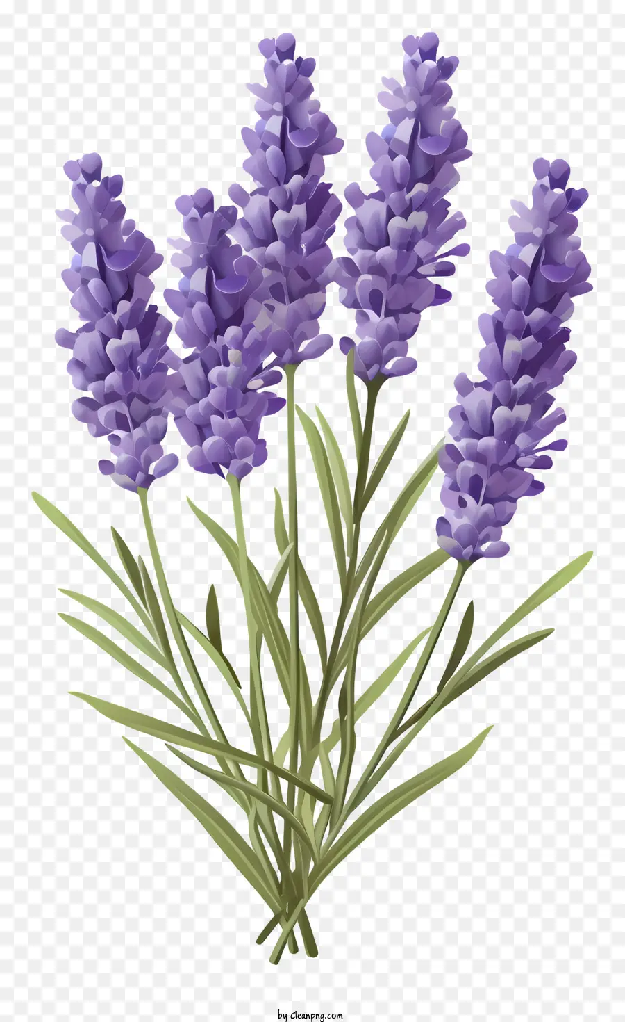 Las Flores De Lavanda，Ramo De Flores De Lavanda PNG