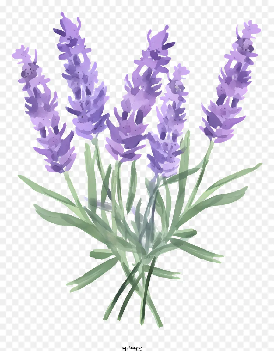 Ramo De Lavanda，Lavanda PNG