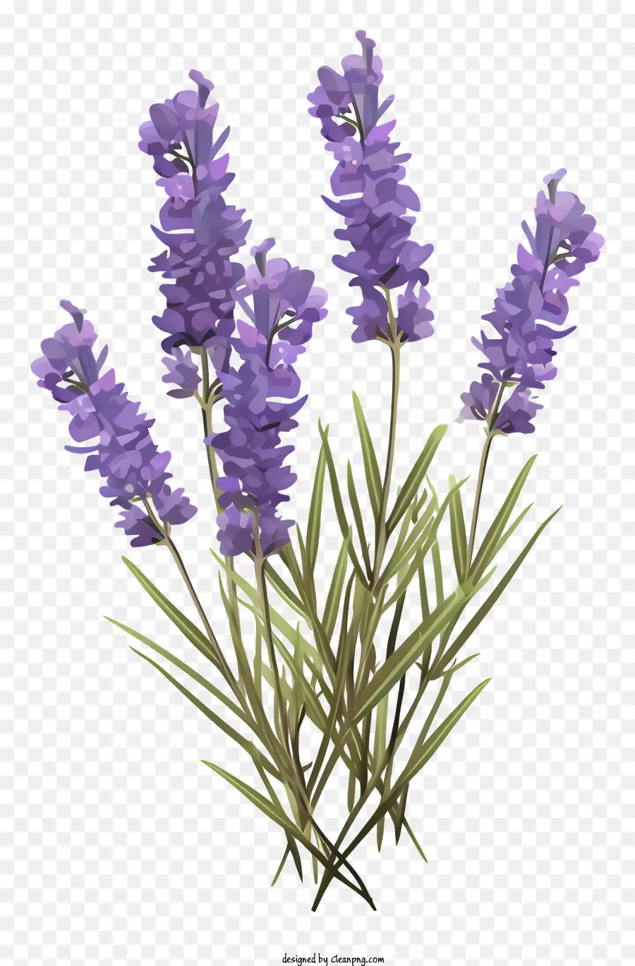 Flores De Lavanda，Lavanda PNG