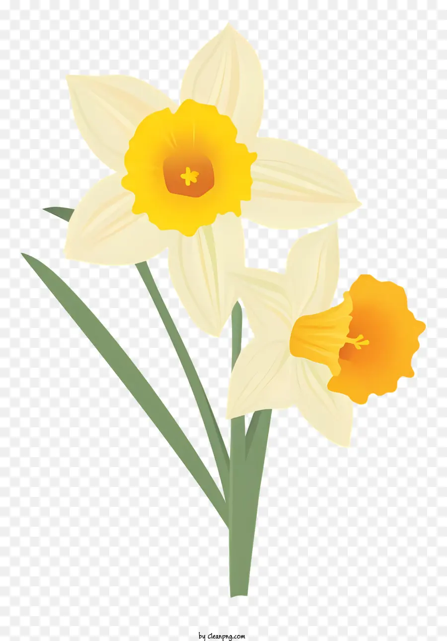 Narciso，Flor Blanca PNG