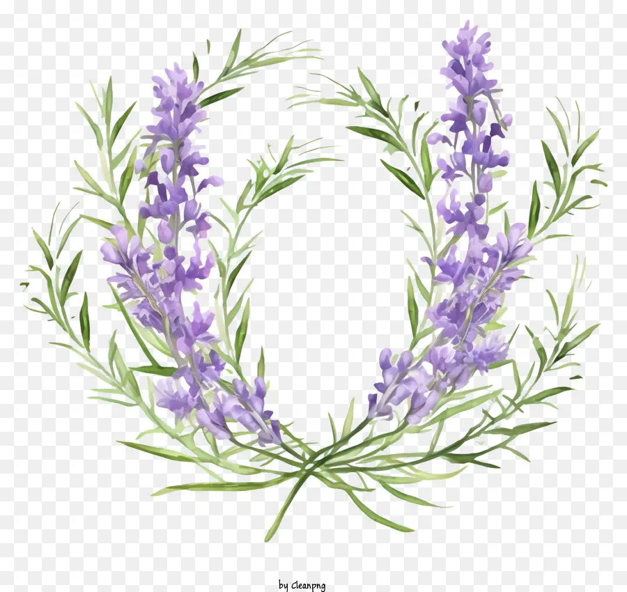 Corona De Flores De Lavanda，Tallos De Lavanda PNG