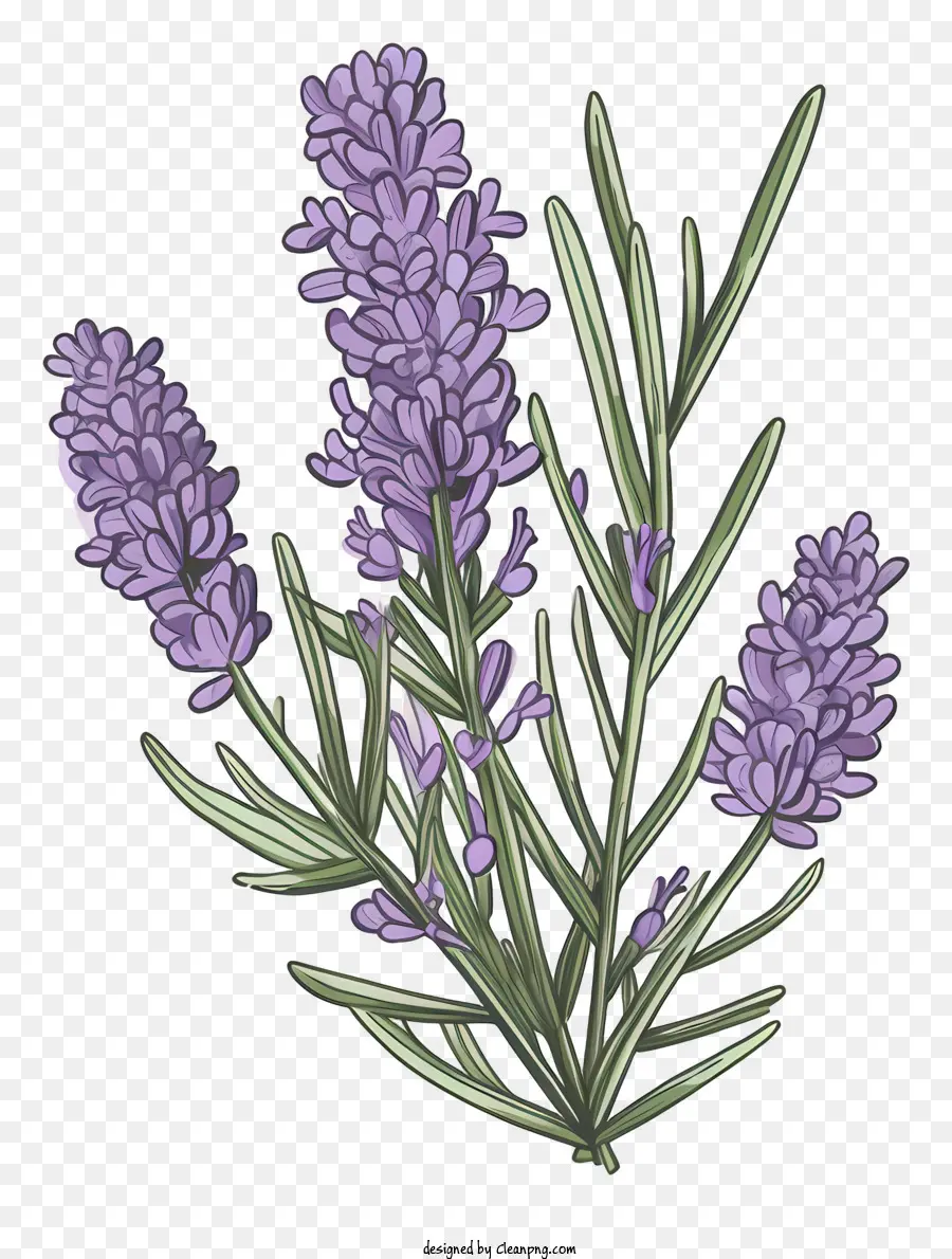 Las Flores De Lavanda，Flores De Color Morado Oscuro PNG