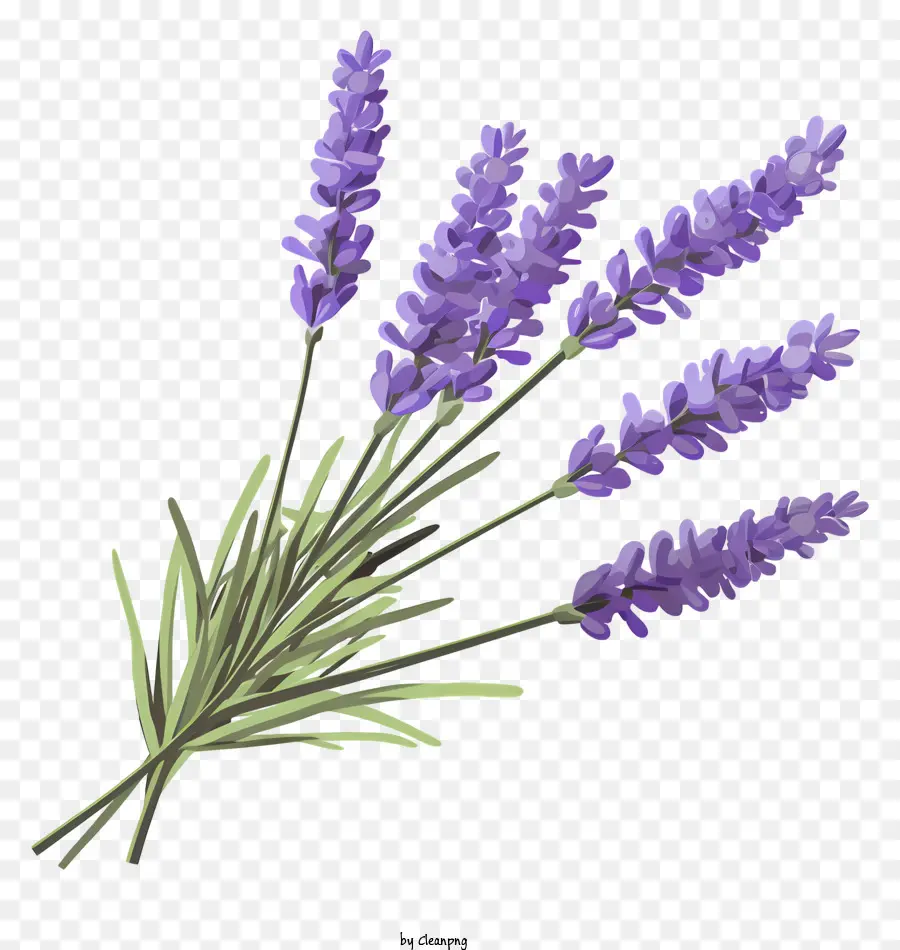 Lavanda，Flores De Color Púrpura PNG