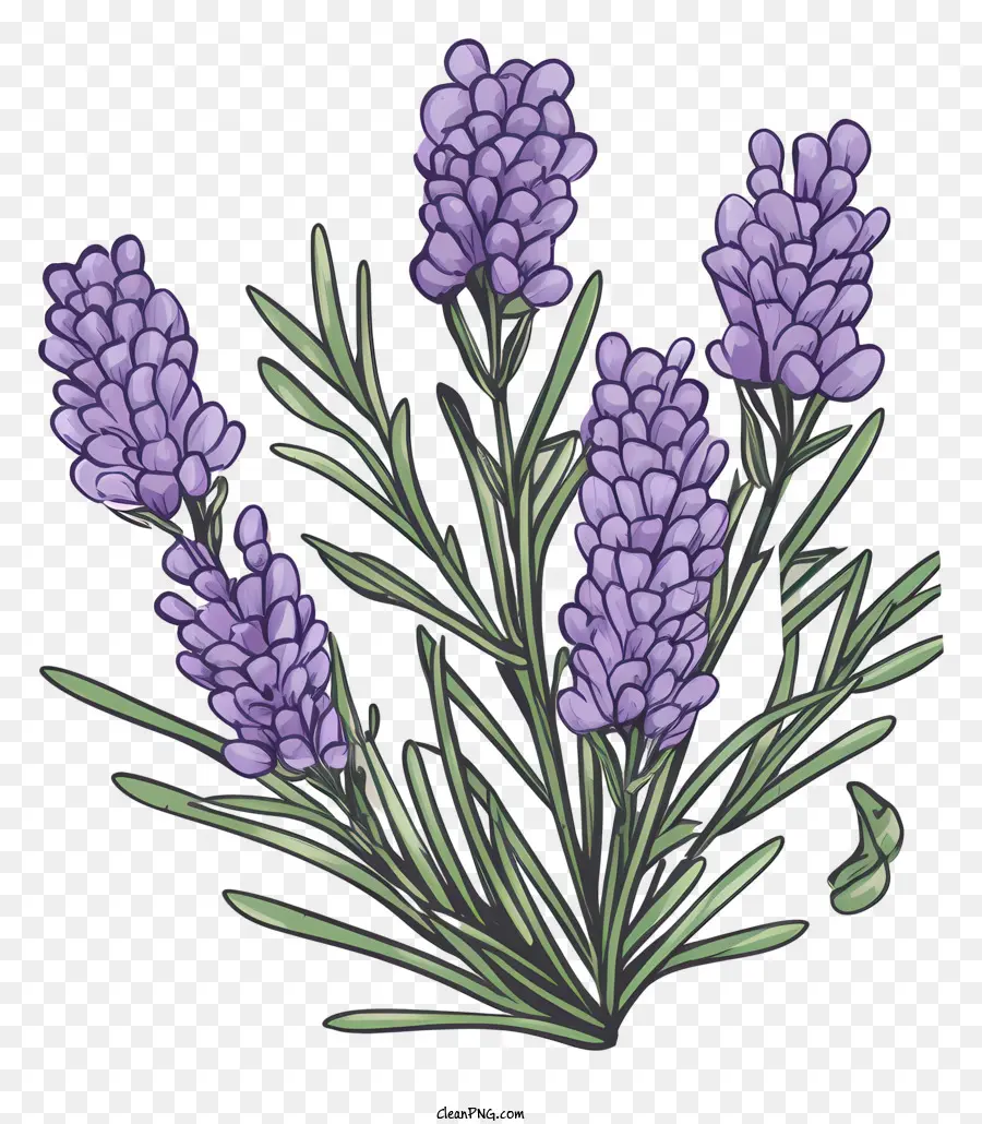 Las Flores De Lavanda，Flores De Color Púrpura PNG