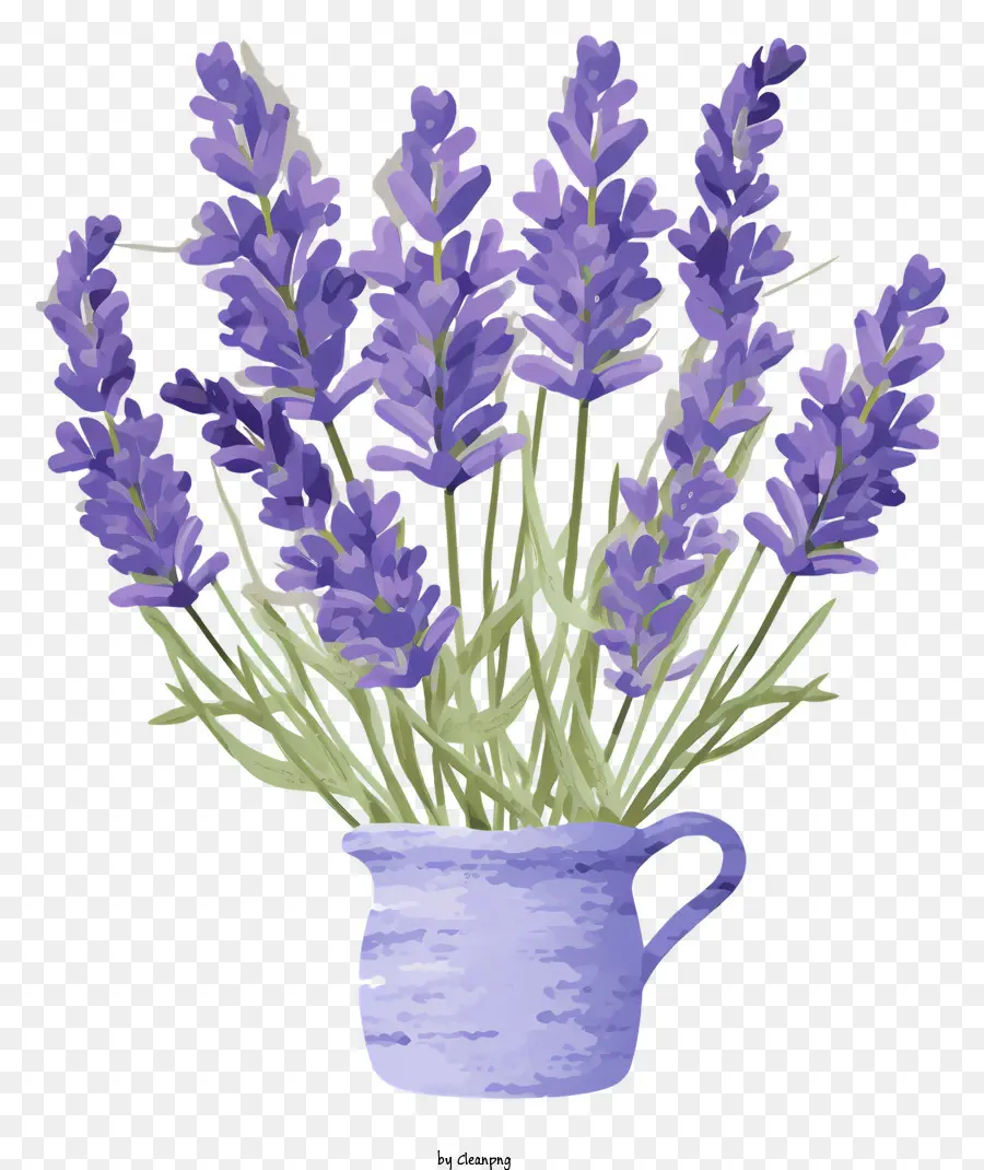 Flores De Lavanda，Lavanda PNG