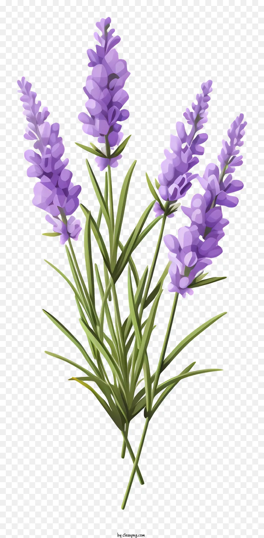 Las Flores De Lavanda，Ramo PNG