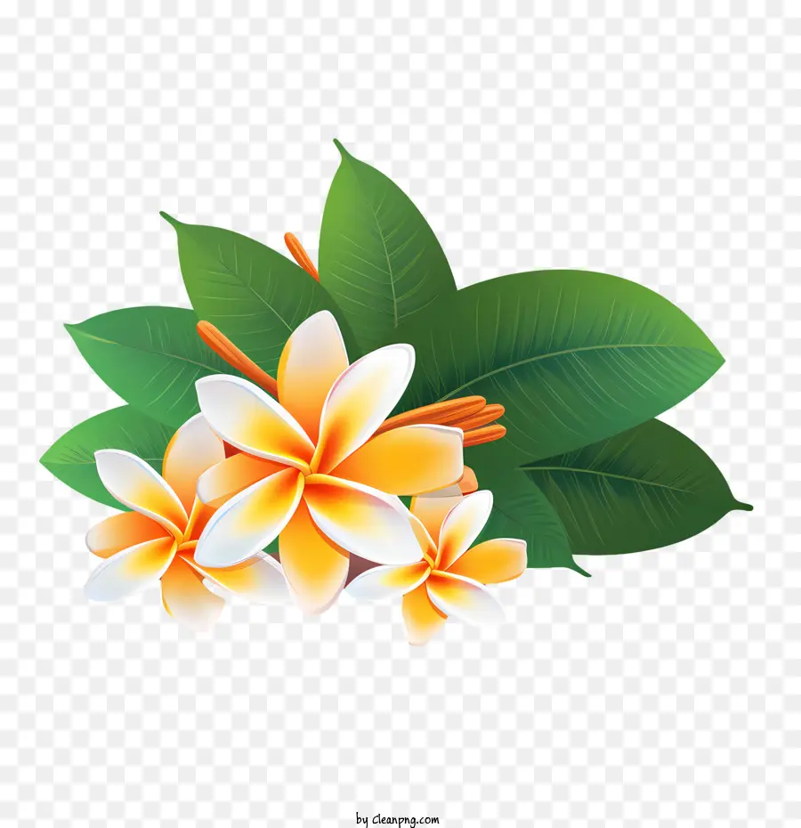 Flor Frangipani，Flores Amarillas PNG