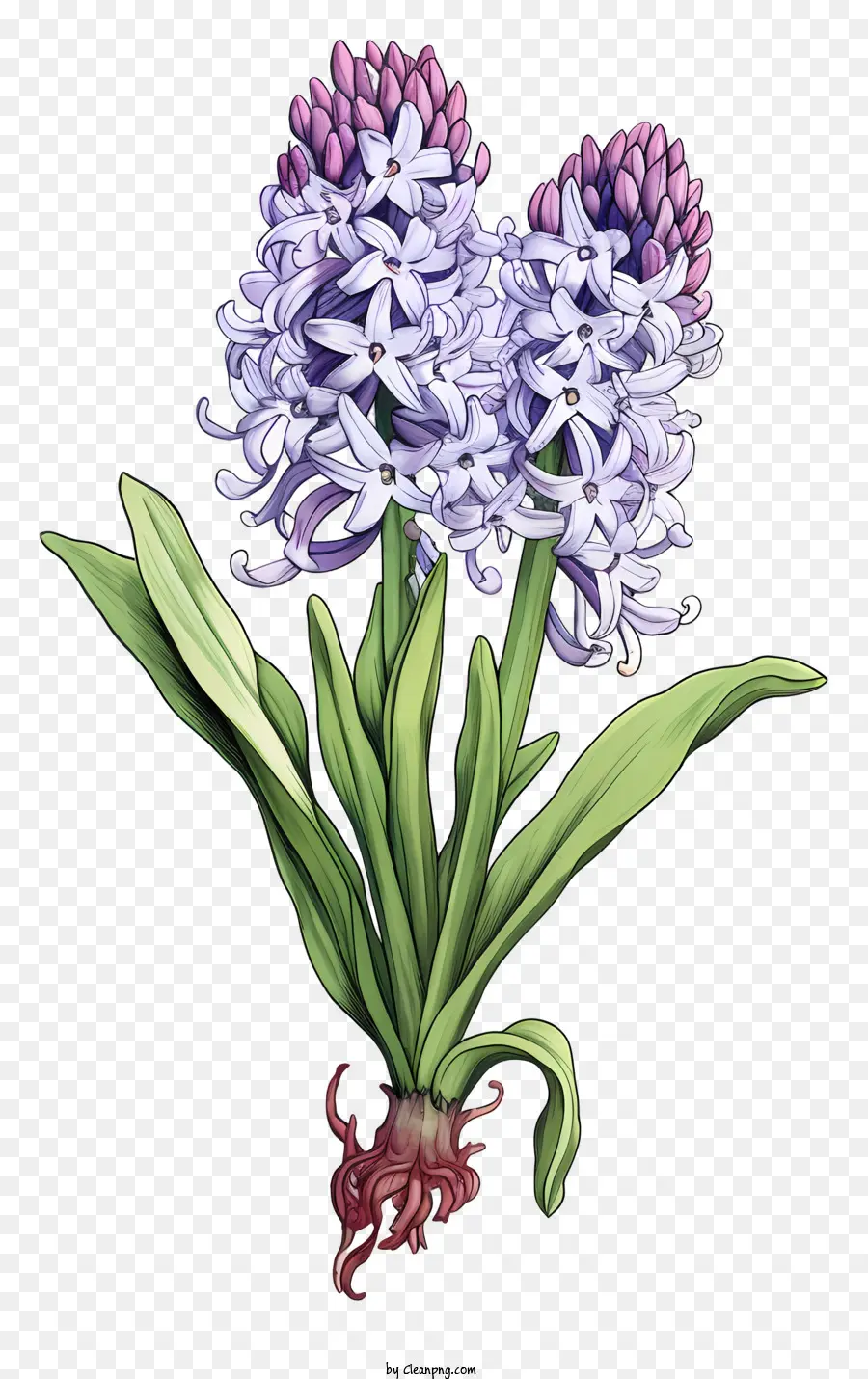Púrpura De Hibisco，Grupo De Flores PNG