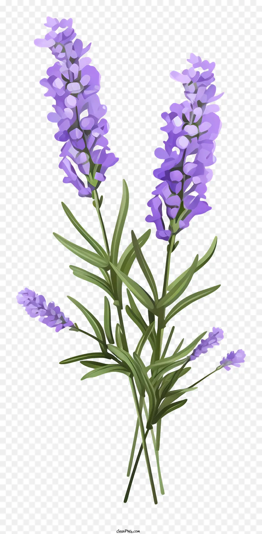 Flor De Lavanda，Lavanda PNG