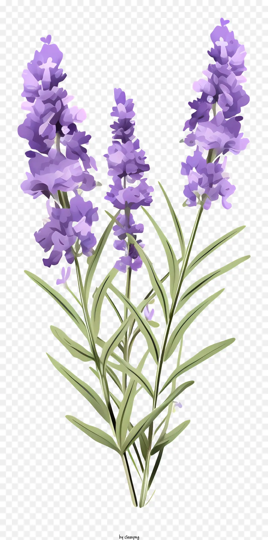 La Planta De La Lavanda，Tallos PNG