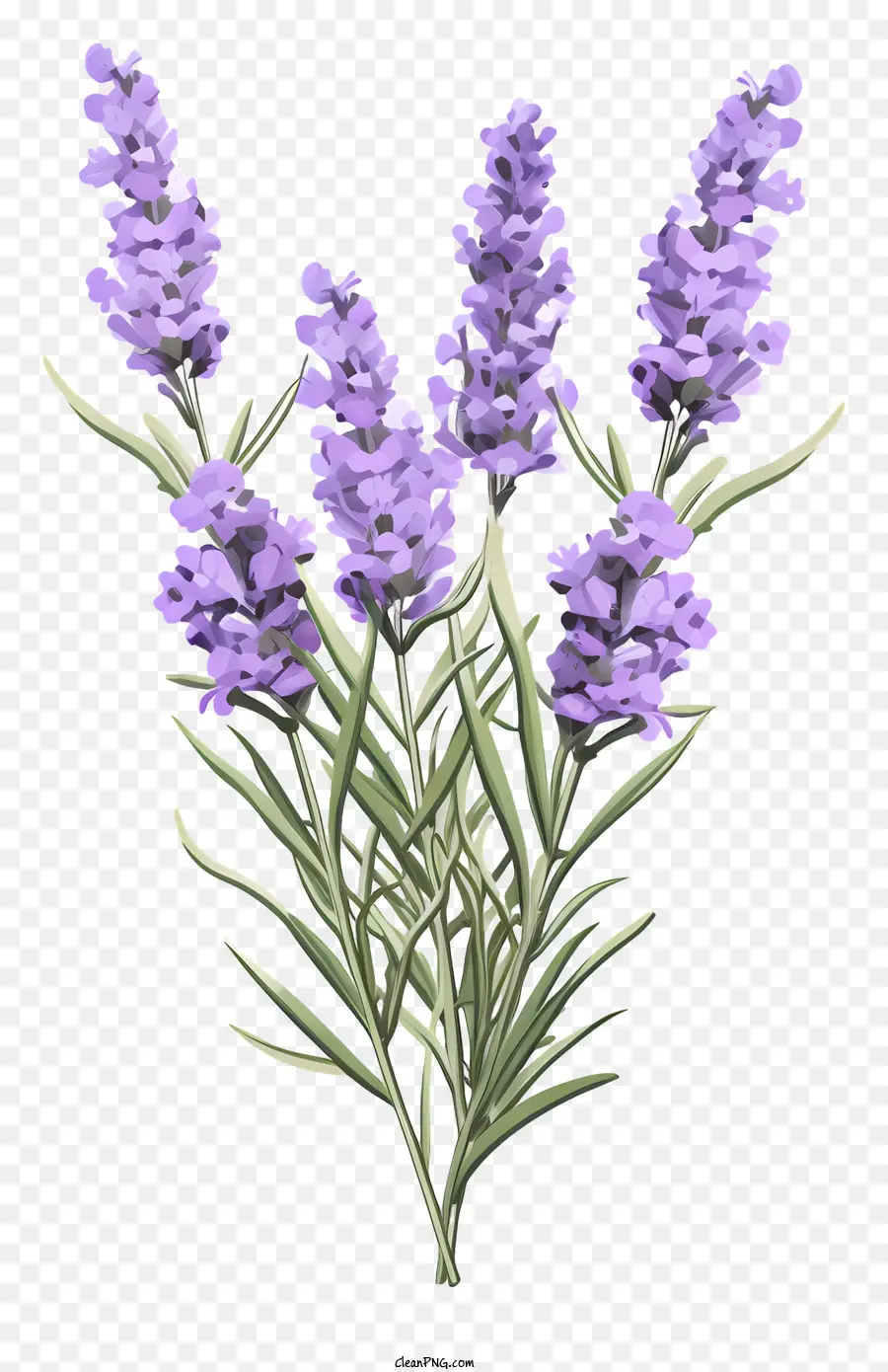 Flores De Lavanda，Lavanda PNG