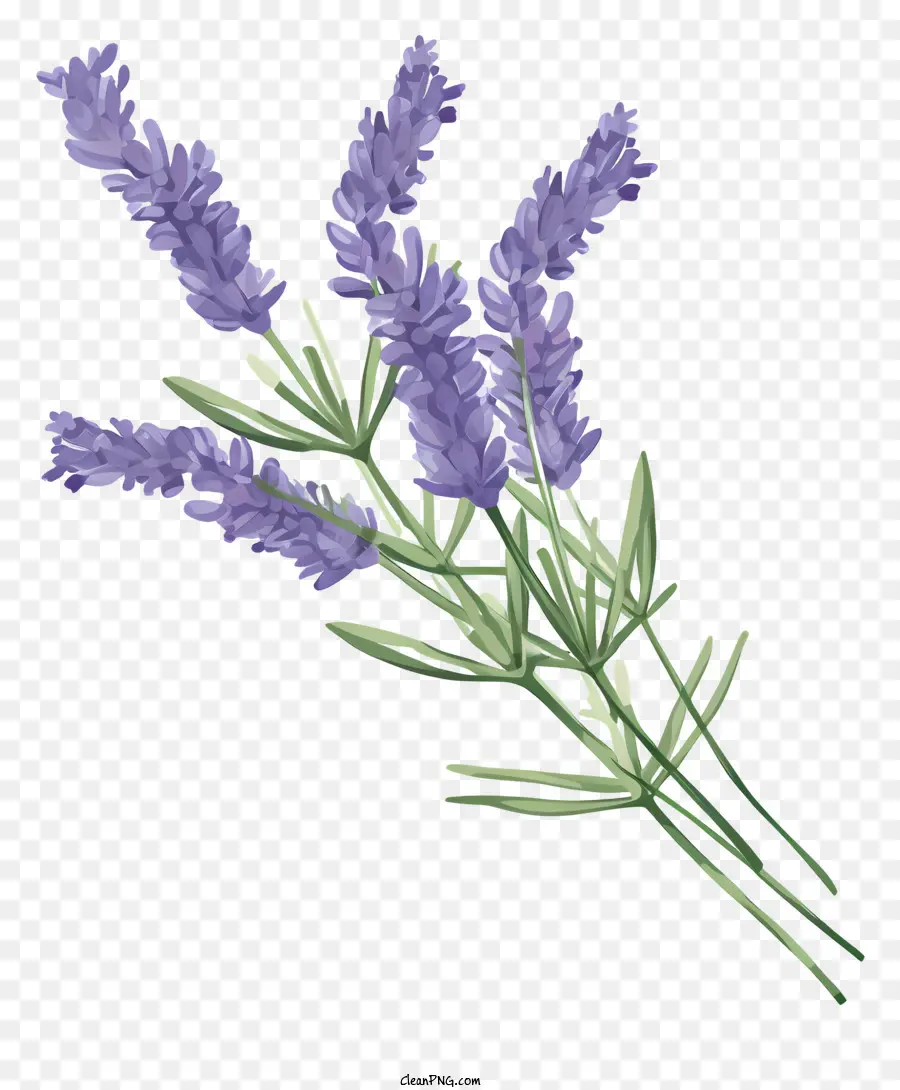 Flores De Lavanda，Lavanda PNG