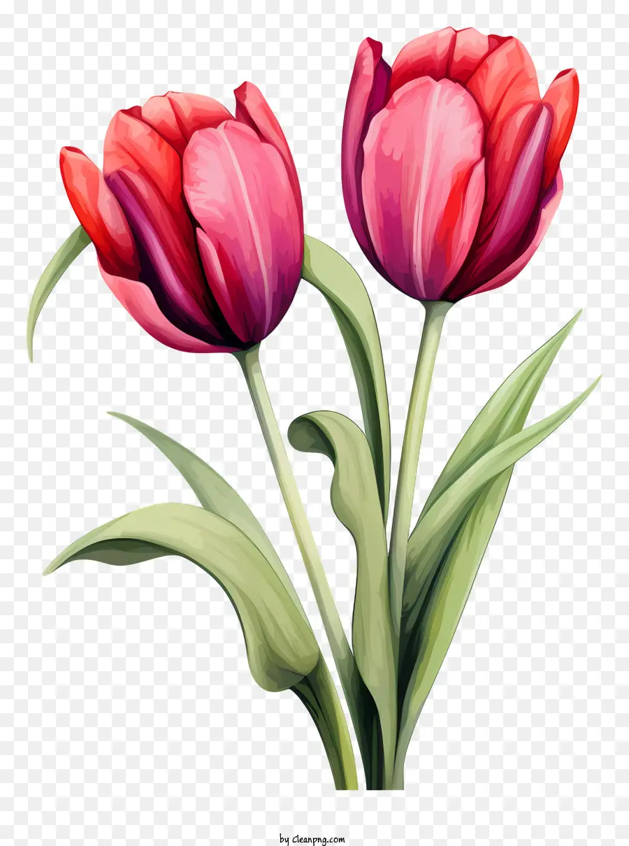 Tulipanes Rosados，Pintura PNG