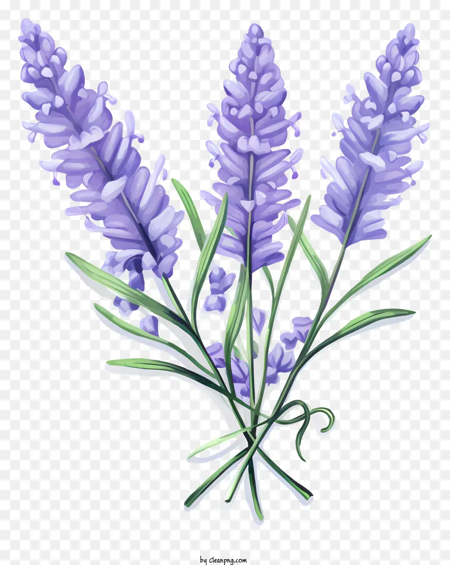 Lavanda，Flores PNG