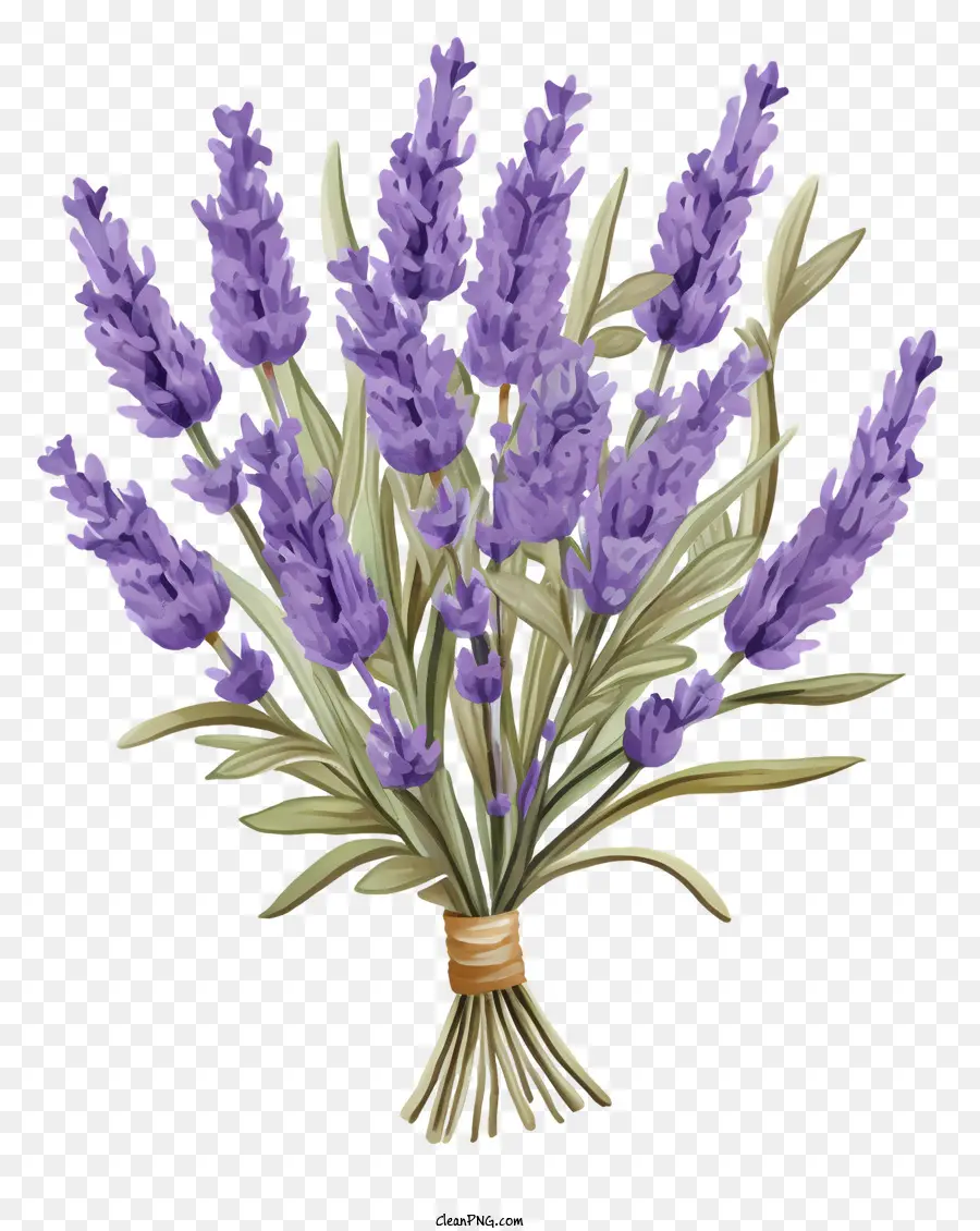 Las Flores De Lavanda，Ramo PNG