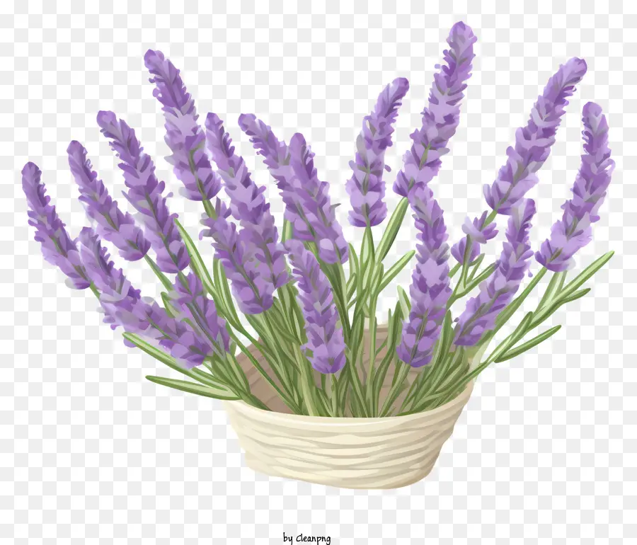 Lavanda，Cesta PNG