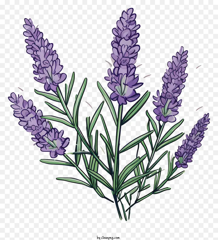 Flores De Lavanda，Lavanda PNG