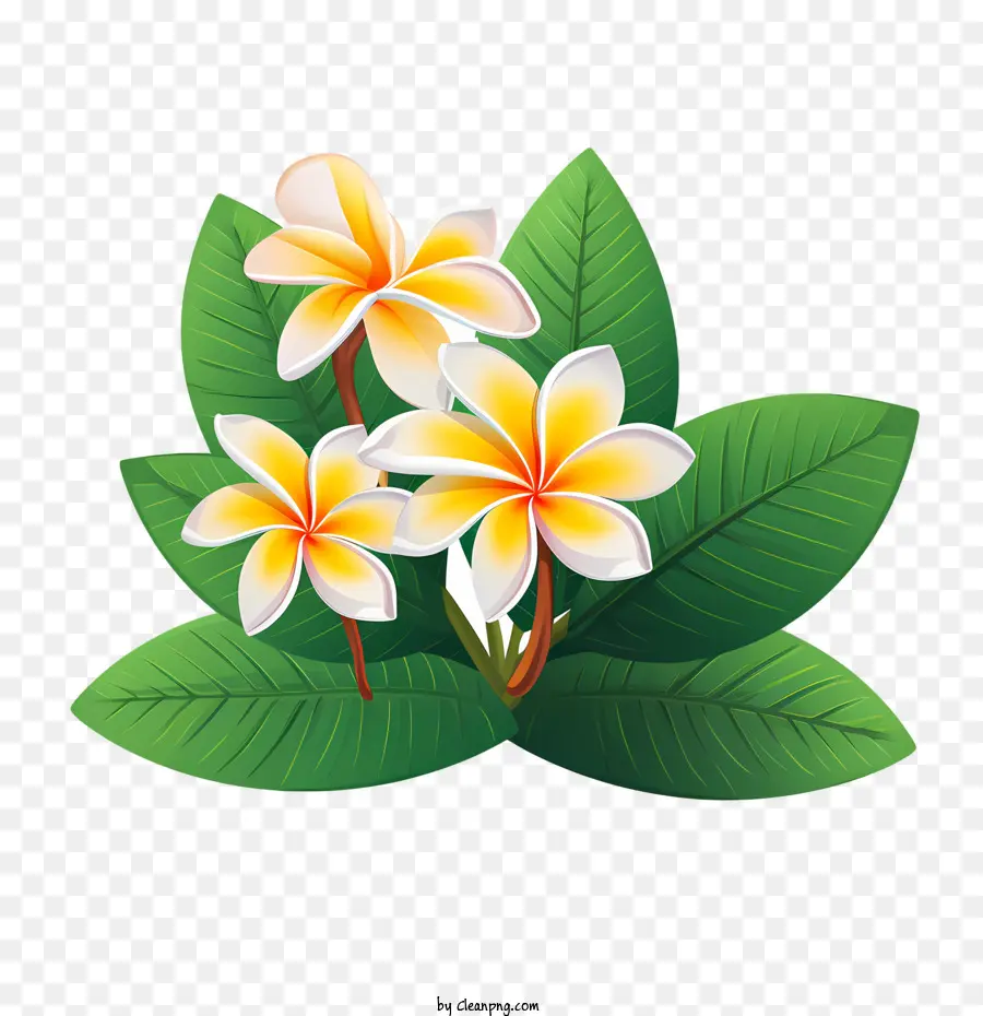 Flor De Frangipani，Plumeria PNG