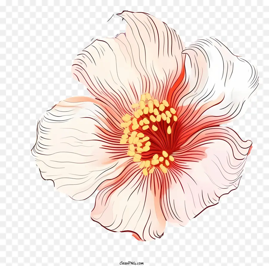 Flor Blanca，Flor Roja Y Blanca PNG