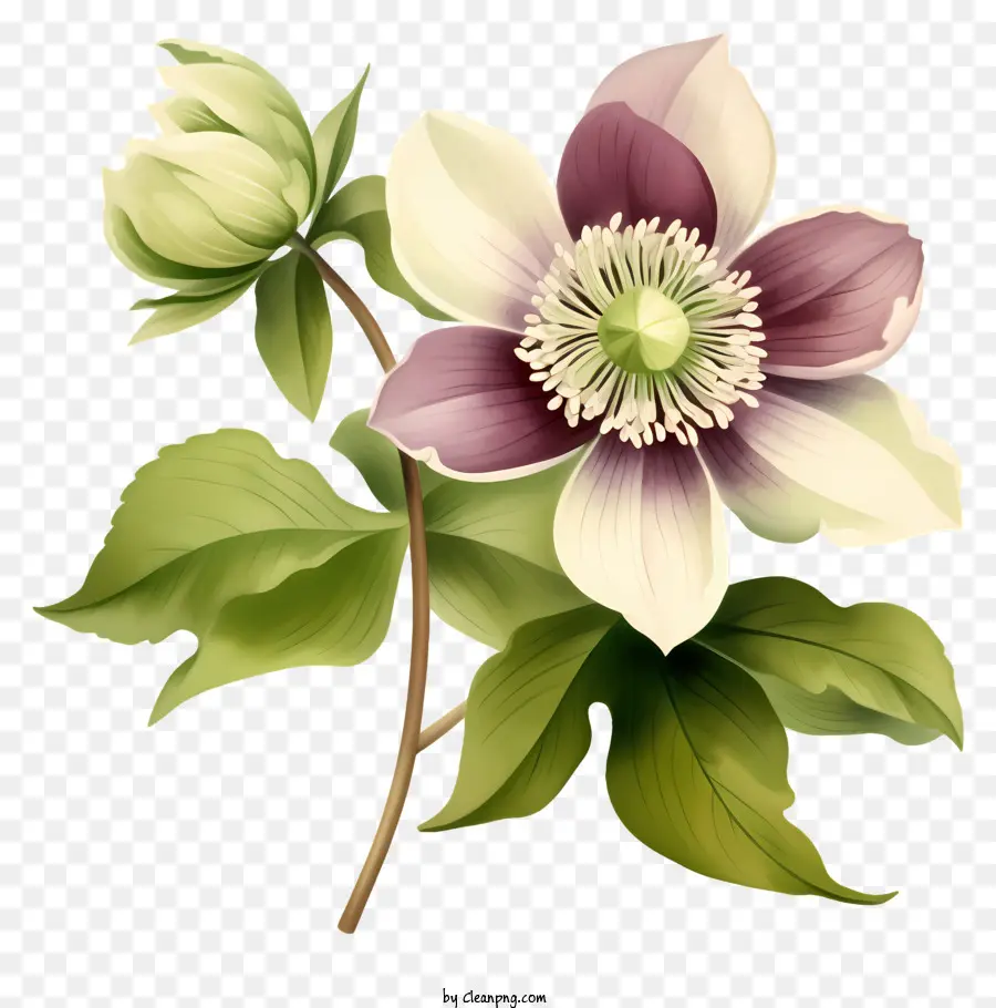 Flor Clemática，Flor Morada Y Blanca PNG