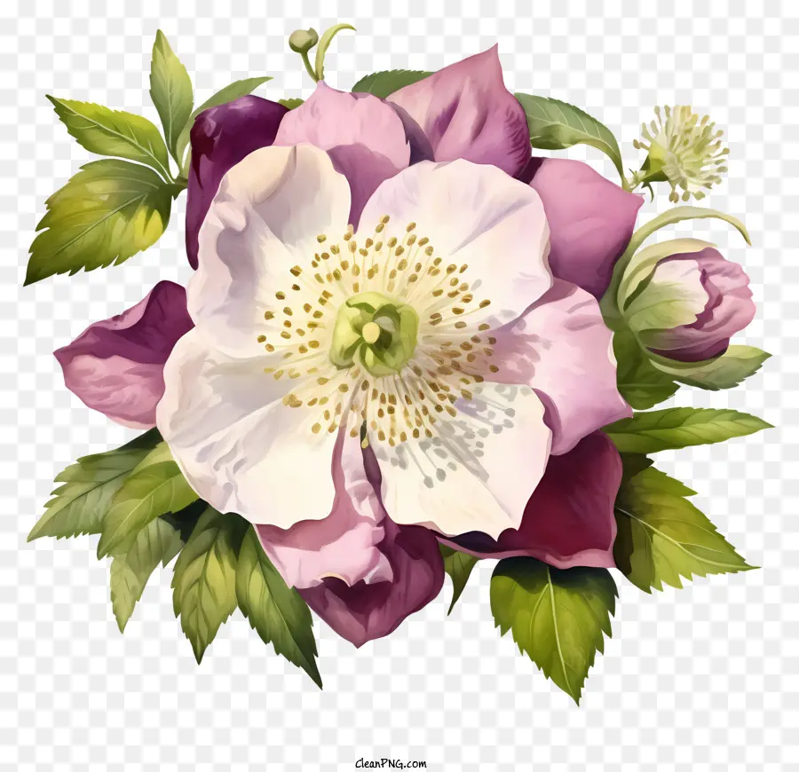 Flor Rosa Y Blanca，Flor PNG