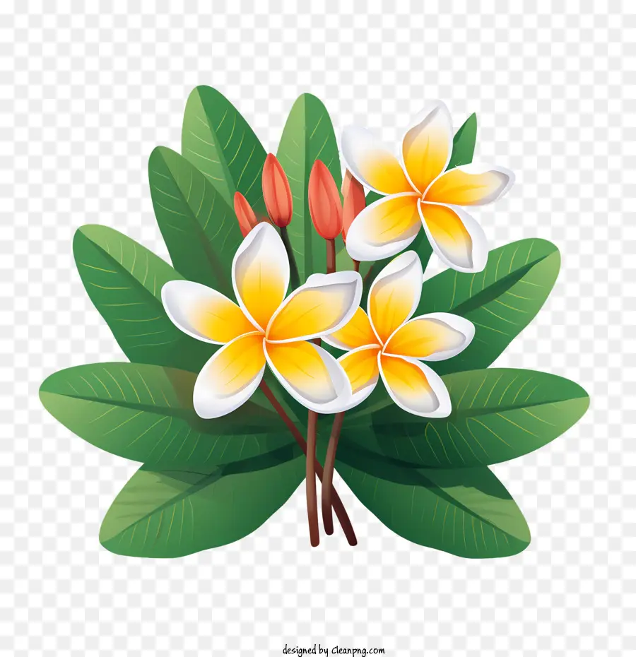 Flor Frangipani，Flores Amarillas PNG