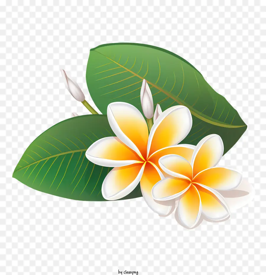 Flor De Frangipani，Lily PNG