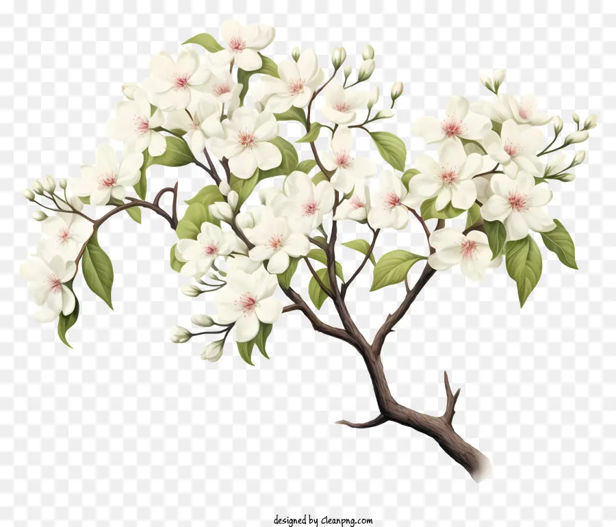 Árbol Floreciente Blanco，Árbol PNG