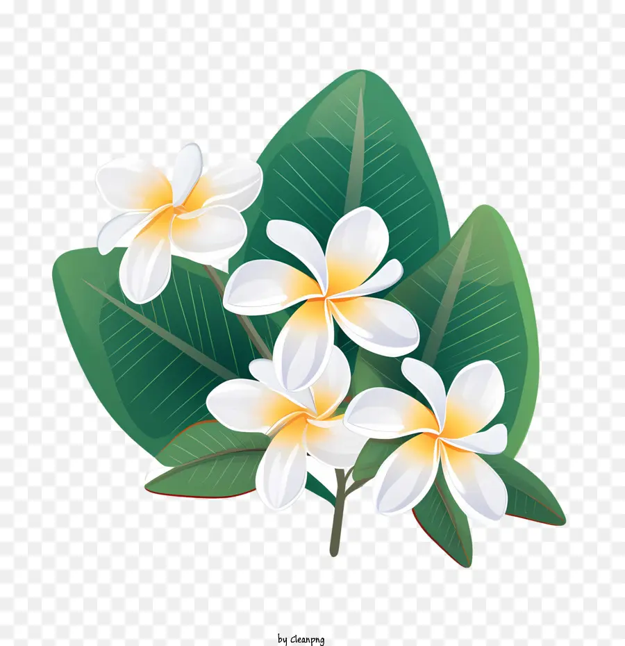 Flor De Plumeria，Flores Blancas PNG