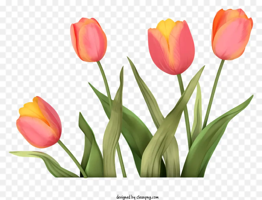 Tulipanes Rosados，Black Background PNG